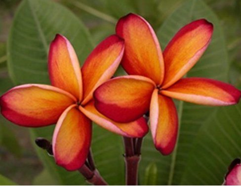 199 Pcs seeds PLUMERIA FLOWER LILY COLORS PLANT FRESH SEEDS MEDICAL home US 