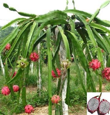 1 Pack White Dragon Fruit Seeds From thailand 