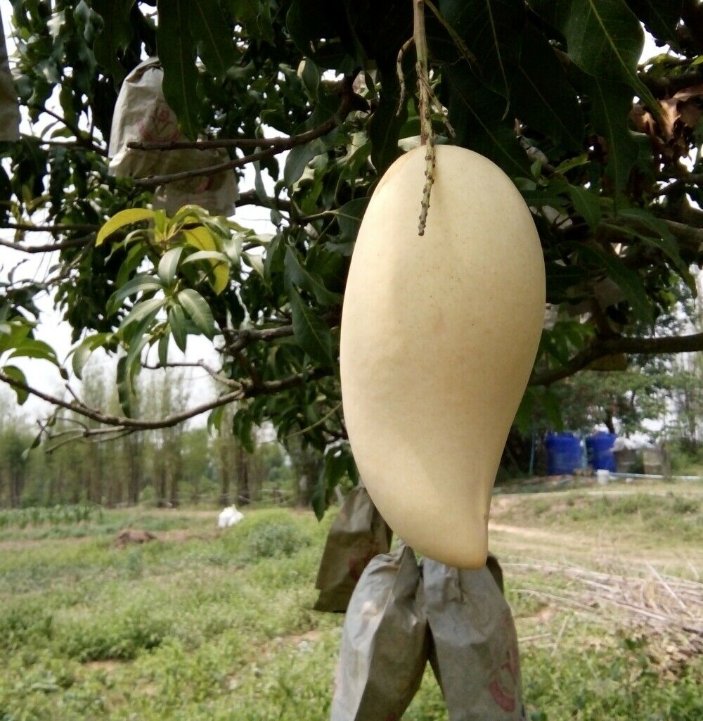 https://www.thaiseeds.com/Graphics/fruits/mango1hanging.jpg