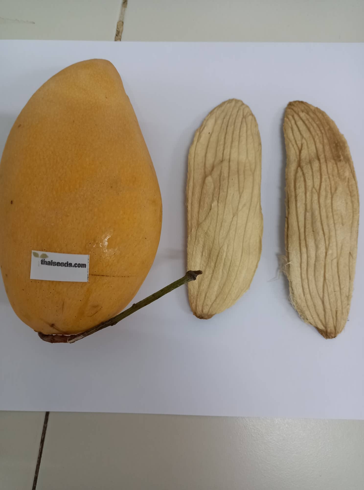 https://www.thaiseeds.com/Graphics/fruits/mangofruit2seed.jpg