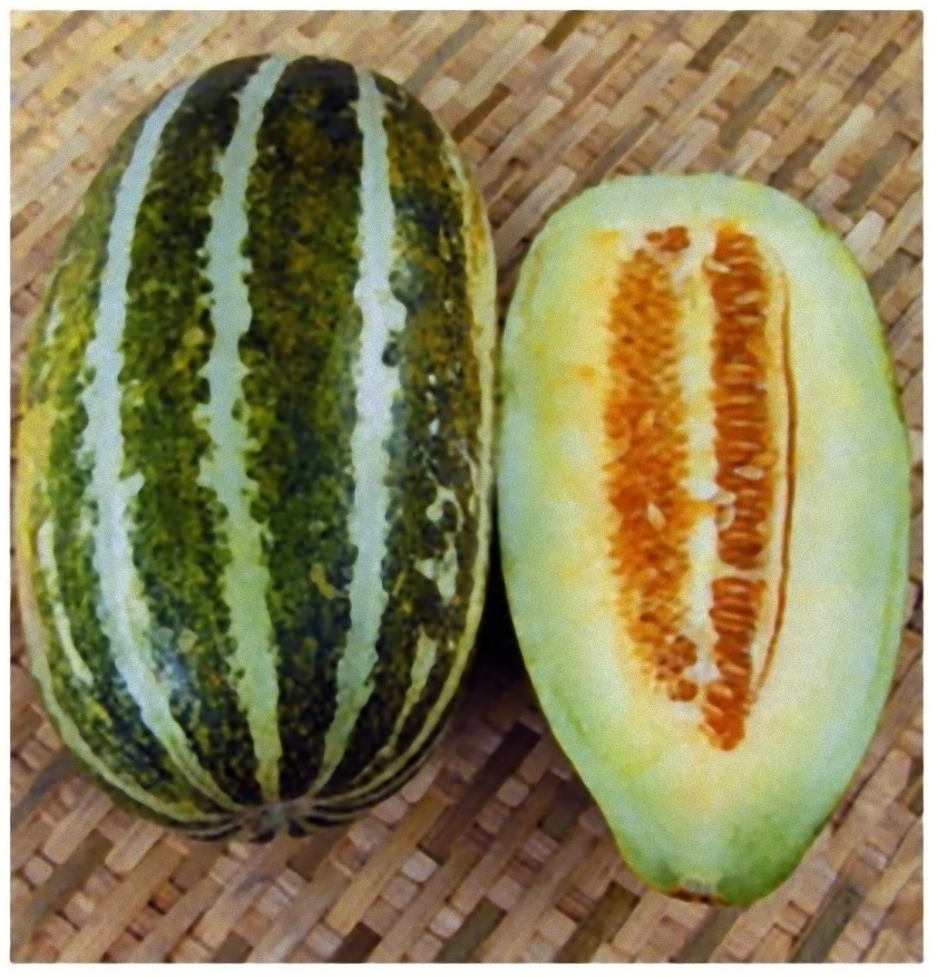 135 SEEDS Musk Melon Packet 2 Gram THAI FOOD Backyard Garden Thai Vegetable 