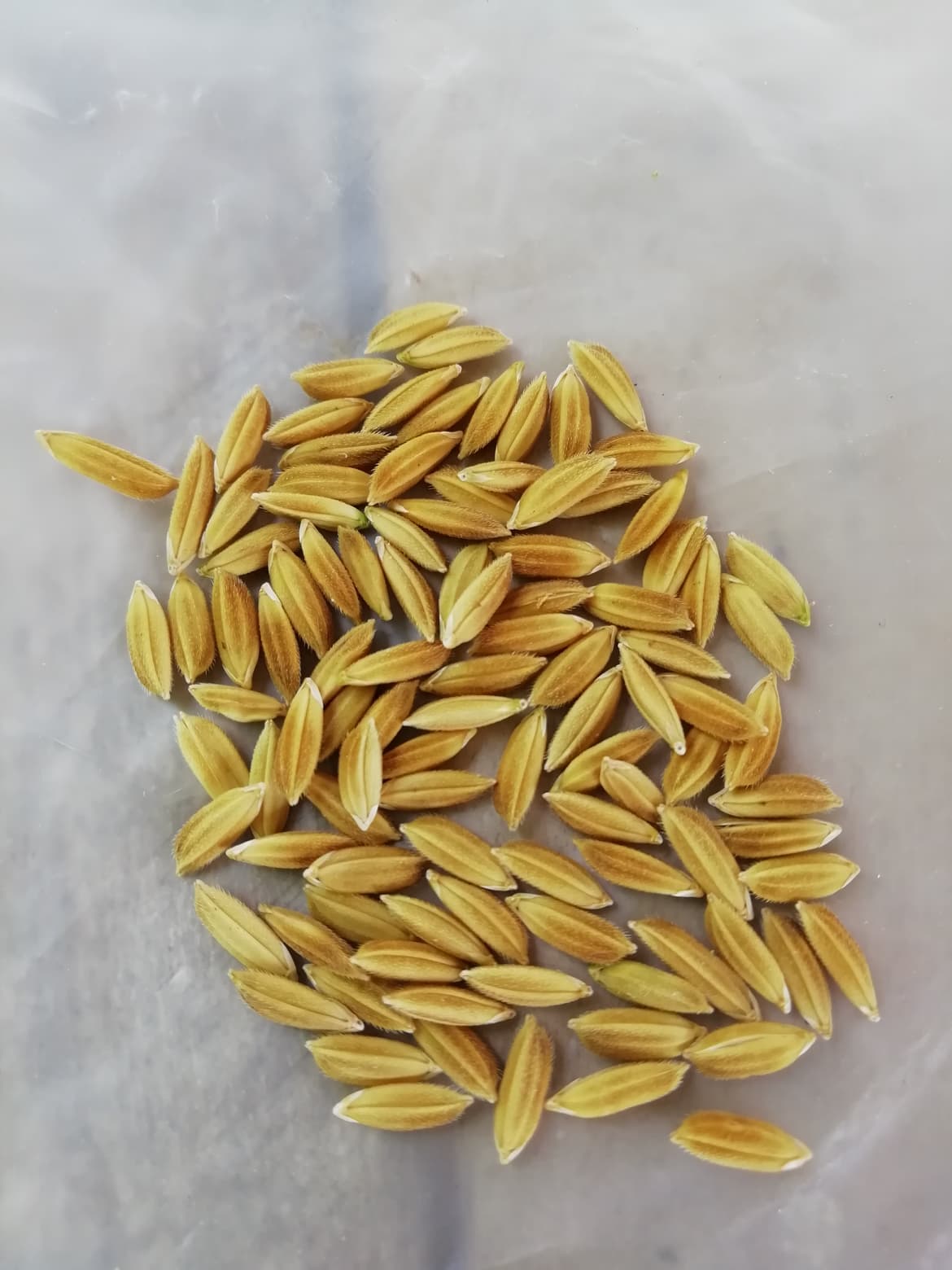 ORYZA SATIVA 100 Heirloom Jasmine or Glutinous Sticky Seeds,easy grow Details about   Thai Rice 