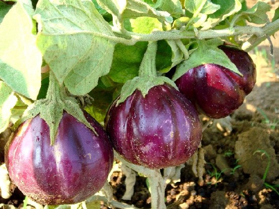 *UNCLE CHAN* 1000 SEED Asian Vegetable plant Small Round Purple Thai eggplant