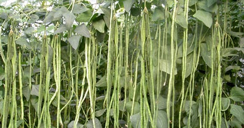 10 Seeds Snake Beans Organic Delicias Variety Non-stop Harvest Very High Yield 