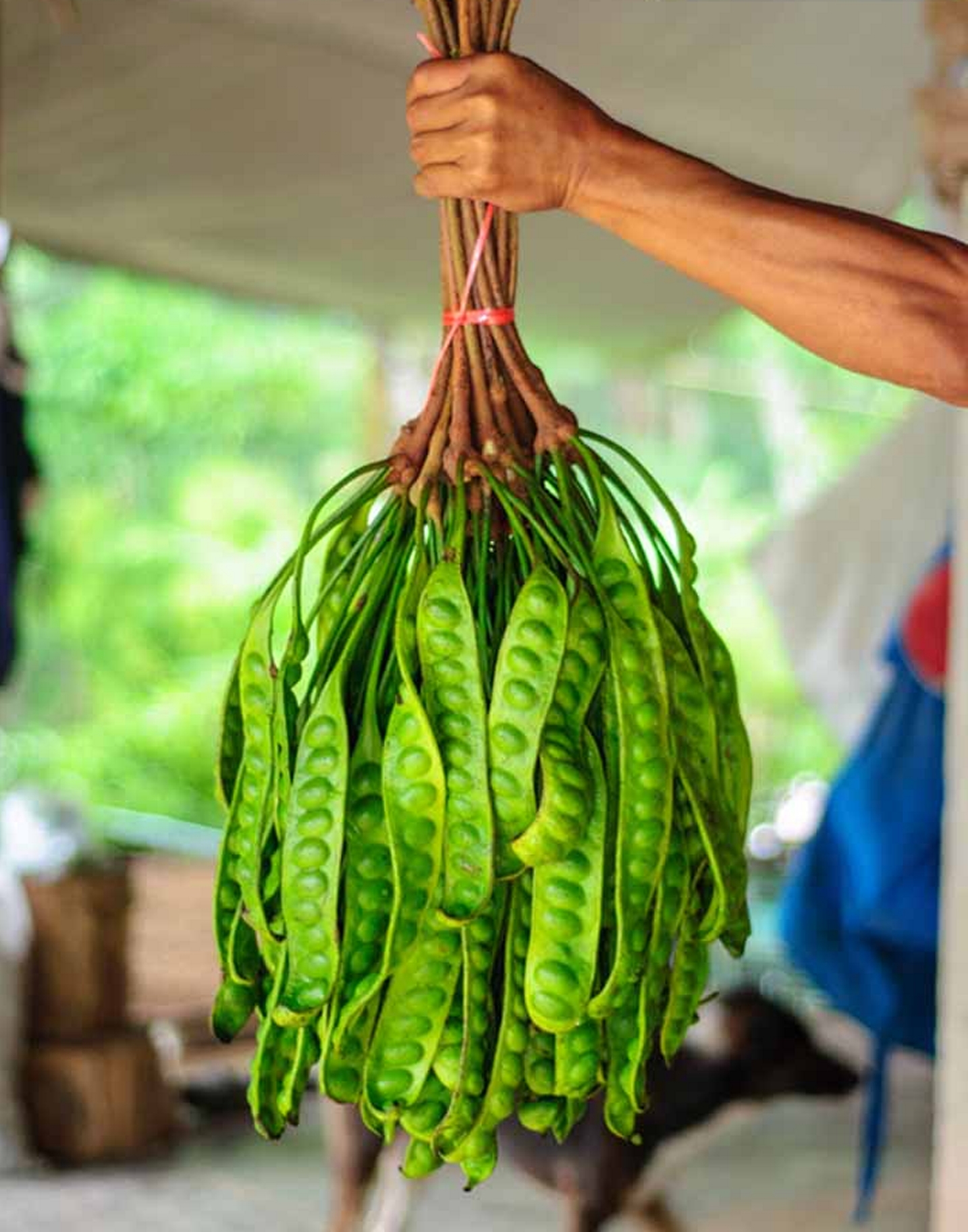 3X 25 Seed Winged Bean Plant Thai Herbs Vegetables Spice Organic Garden Healthy 